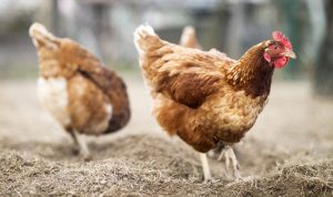 Bật mí 6 lời khuyên nuôi gà hậu bị giúp tăng sản lượng trứng hiệu quả