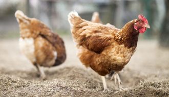 Bật mí 6 lời khuyên nuôi gà hậu bị giúp tăng sản lượng trứng hiệu quả