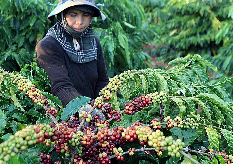 Các mặt hàng nông sản khác của Việt Nam được xuất khẩu sang Nga