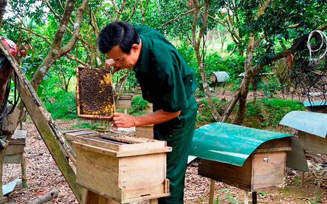 Cách chăn nuôi ong nhân đàn