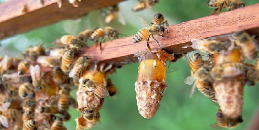 Chăn nuôi đàn ong 