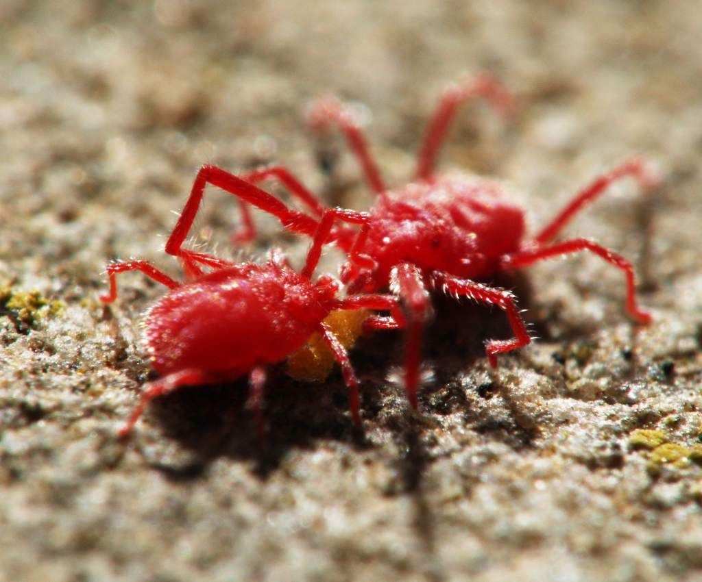 Cách xử lý triệt để nhện đỏ bằng biện pháp sinh học
