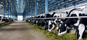 Chăn nuôi bò sữa - Một số vấn đề cần lưu ý để đàn bò khỏe mạnh
