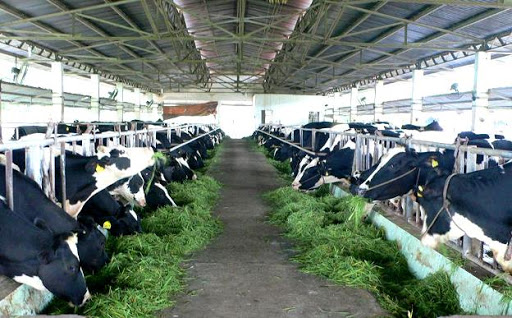 Chăn nuôi bò sửa ở Việt Nam
