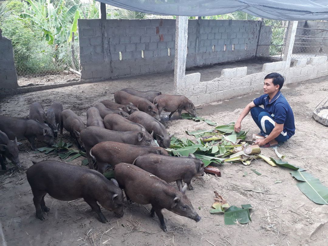 Ngô Văn Huynh với mô hình nuôi lợn rừng  Báo Hà Giang điện tử