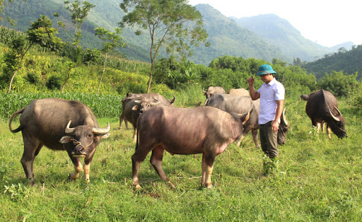 chăn nuôi trâu tại Việt Nam