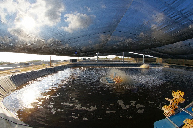 Công nghệ Biofloc và bí quyết thành công khi nuôi tôm nước lợ