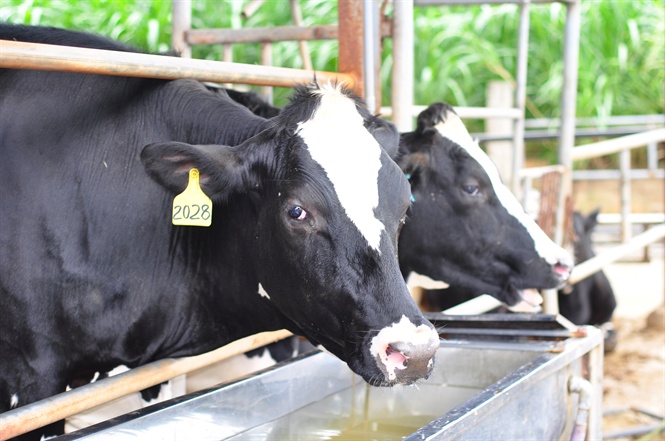 Những yếu tố ảnh hưởng đến khả năng tiêu hóa ở bò