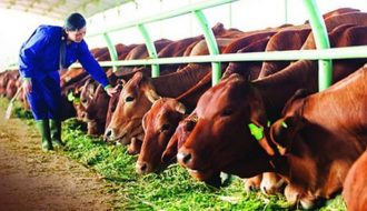 Đặc trưng tiêu hóa ở bò và những dạng thức ăn tăng trọng nhà nông nên biết