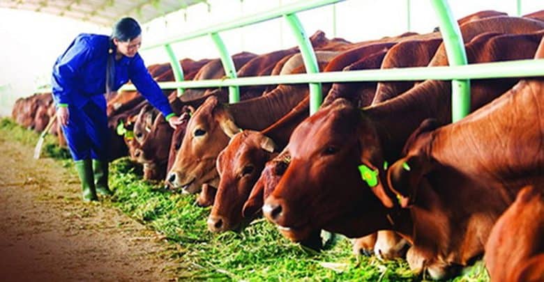 Đặc trưng tiêu hóa ở bò và những dạng thức ăn tăng trọng nhà nông nên biết