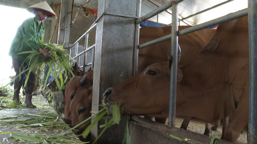 Những dạng thức ăn tăng trọng cho bò an toàn