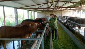 Giới thiệu phương thức chăn nuôi bò thịt cho năng suất cao nhất