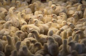 Hậu quả của việc lạm dụng kháng sinh trong chăn nuôi và biện pháp khắc phục