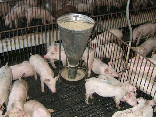 Tình hình quản lý việc sử dụng kháng sinh trong chăn nuôi