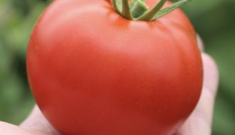 Hướng dẫn trồng cà chua và cách chăm sóc cây cà chua