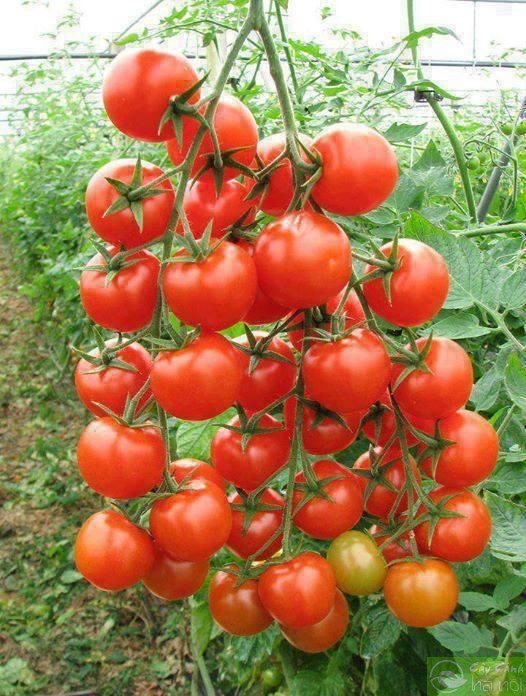 Làm đất chuẩn bị trồng cà chua