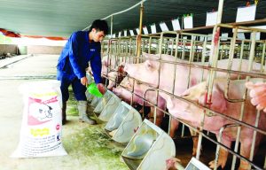 Hướng đi mới của ngành chăn nuôi Việt Nam khi thị trường thiếu thịt heo