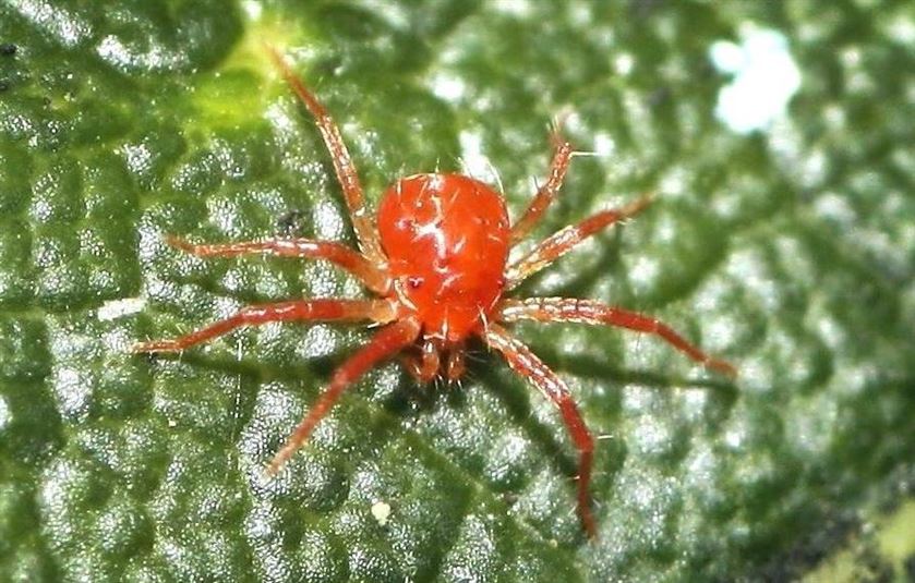 nhện đỏ