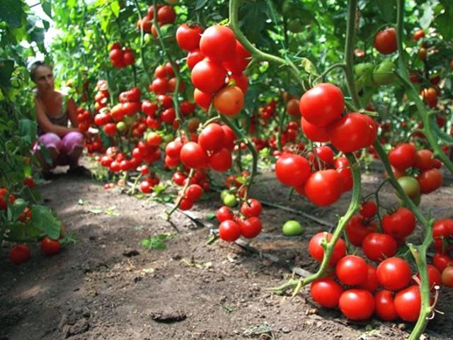 Mật độ trồng và cách trồng cây cà chua