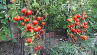 Làm thế nào để trồng và chăm sóc cây cà chua tạo nên năng suất cao?