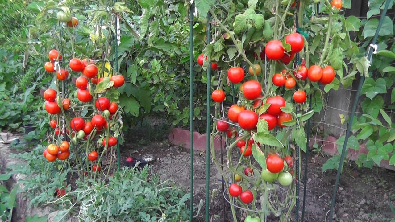 Thời vụ để trồng cà chua
