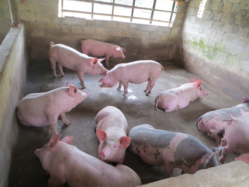 Bệnh viêm phổi địa phương - Bệnh thường gặp ở lợn