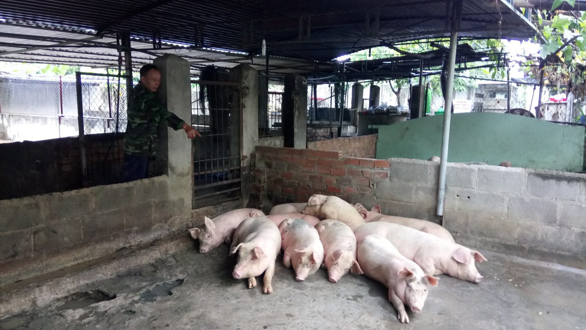 Bệnh dịch tả - Bệnh thường gặp ở lợn