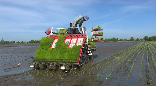 Những khó khăn và hiệu quả khi cấy lúa bằng máy ở Hà Nội