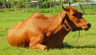 Một số lưu ý trong kỹ thuật chăm sóc trâu bò mùa nắng nóng