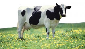 Những lợi ích của Betaine trong chăn nuôi gia súc có thể bạn chưa biết