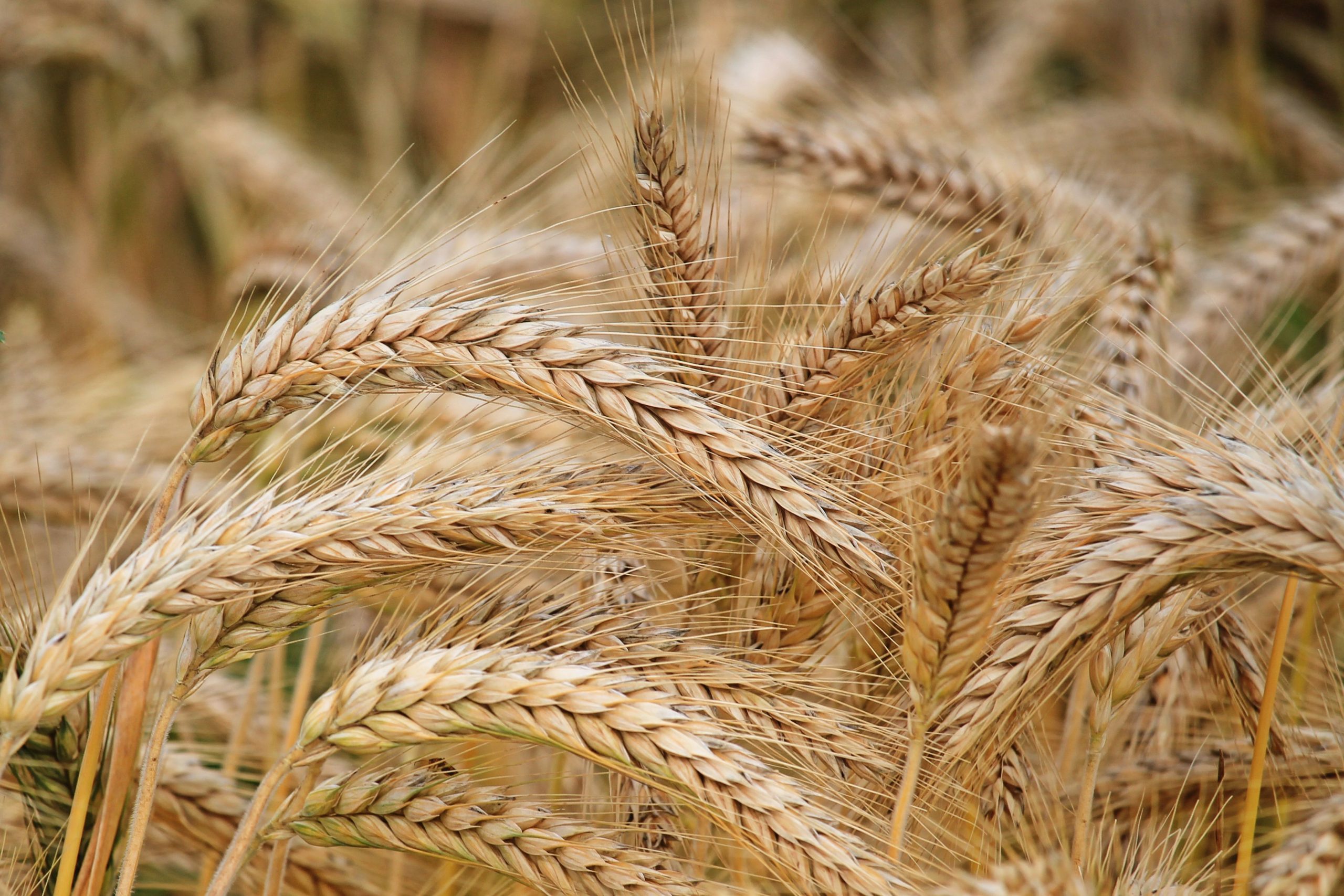 Những nông dân ở Hoa Kỳ đã chuyển từ trồng lúa mì sang trồng bông