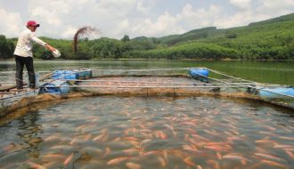 Những quy trình phòng trị bệnh cá rô phi nuôi lồng, bè tại hồ Sơn La