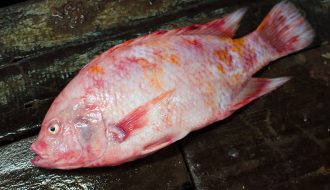 Những thông tin mà bạn cần biết khi nuôi cá diêu hồng