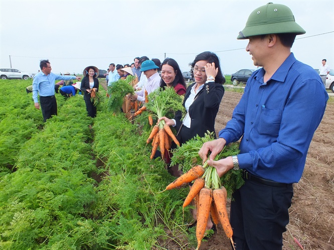 Vùng trồng cà rốt lớn nhất Hải Dương