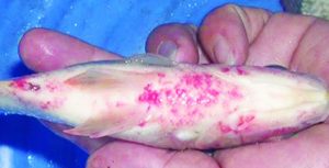 Phương pháp cần biết để điều trị bệnh đốm đỏ trên cá trắm cỏ