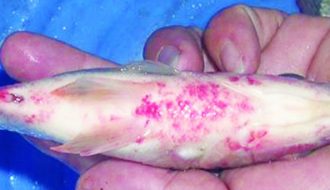 Phương pháp cần biết để điều trị bệnh đốm đỏ trên cá trắm cỏ