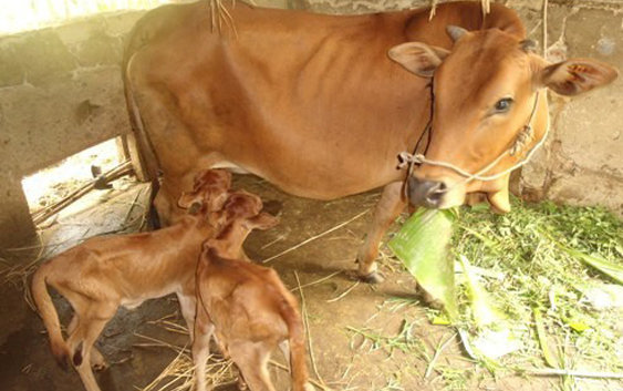 Cách chăm sóc bò mới sinh