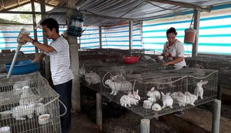 Phương pháp chăm sóc thỏ sinh sản để bà con nông dân tham khảo