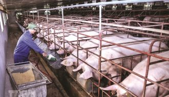 Phương pháp chăn nuôi lợn an toàn sinh học để tiếp tục duy trì và phát triển