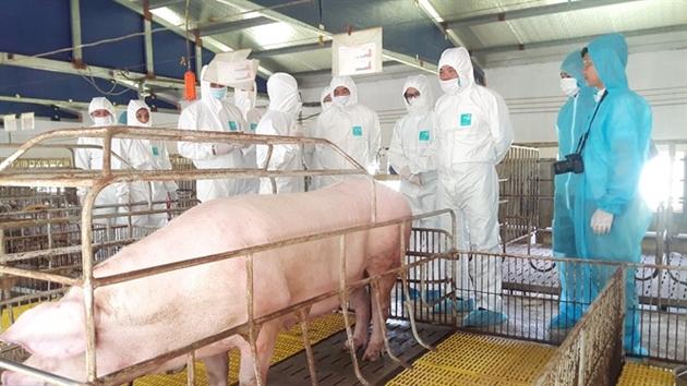Những lưu ý về chăn nuôi lợn an toàn sinh học