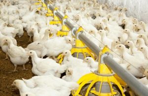Phương pháp hạn chế kháng sinh trong chăn nuôi gia cầm, gia súc