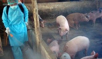 Phương pháp phòng chống dịch tả lợn châu Phi hiệu quả và đơn giản