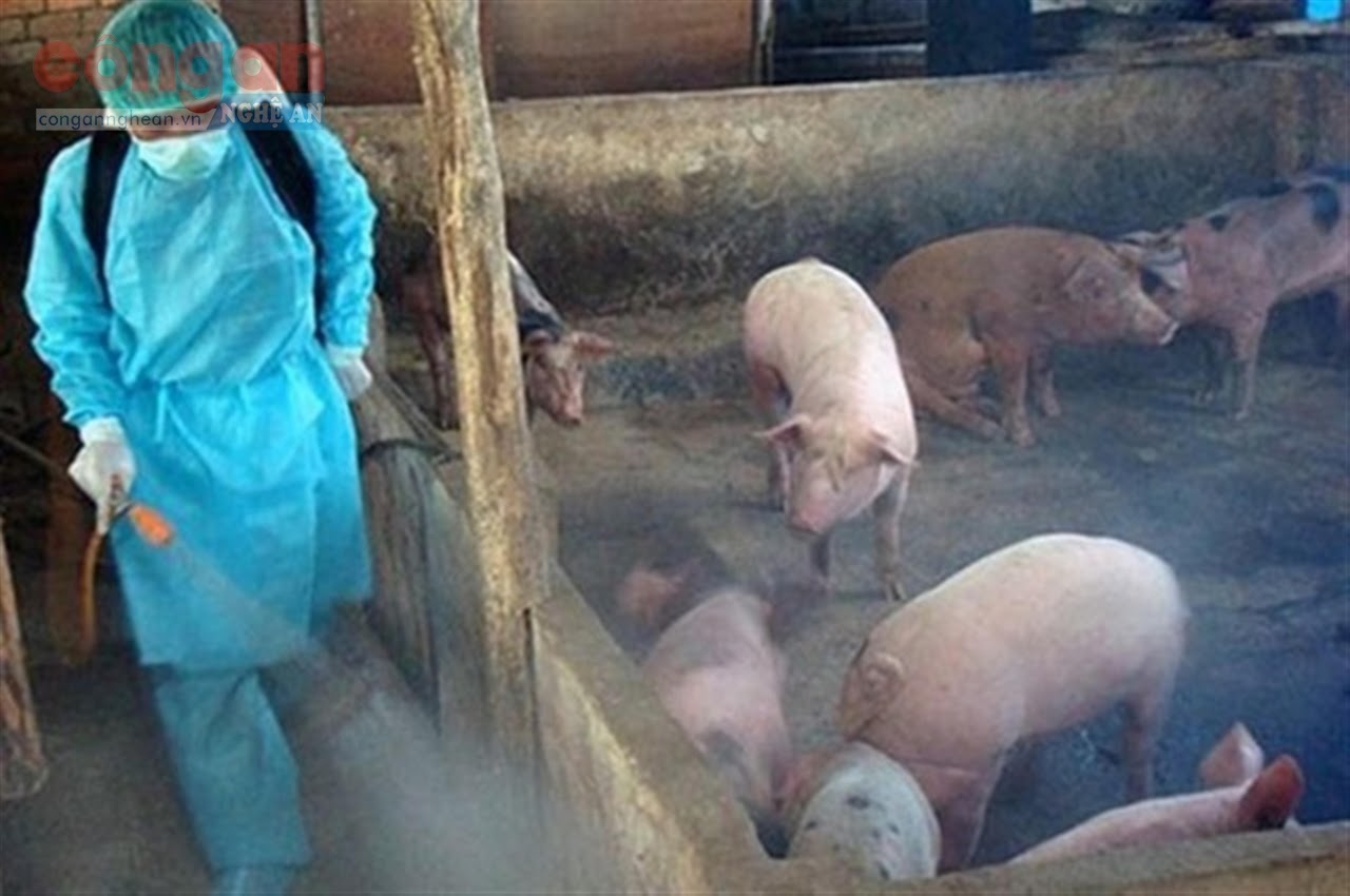 Phương pháp phòng chống dịch tả lợn châu Phi hiệu quả và đơn giản