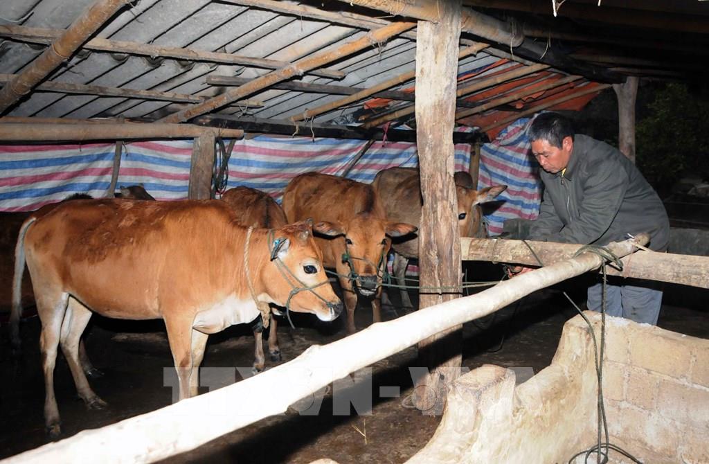 Phương pháp phòng và trị bệnh thường gặp ở gia súc trong mùa mưa, rét