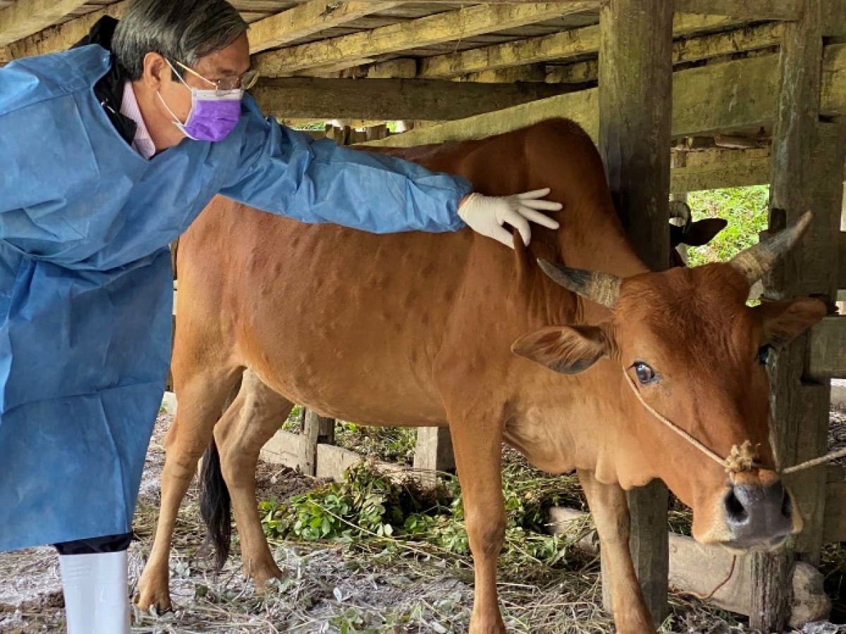 Phương pháp trị bệnh loét da, quăn tai ở bò hiệu quả