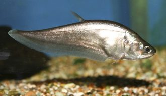Phương pháp nuôi và gây giống cá thát lát giúp cá tăng trưởng tốt