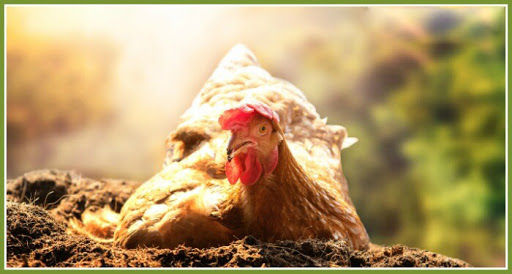 Vậy những yếu tố nào dẫn đến việc gà bị stress nhiệt?