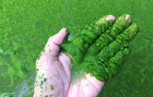 Tác hại của tảo lam và những kỹ thuật phòng tránh tảo lam