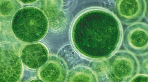 Tác hại của tảo lam và những kỹ thuật phòng tránh tảo lam