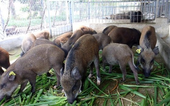 thức ăn nuôi lợn rừng